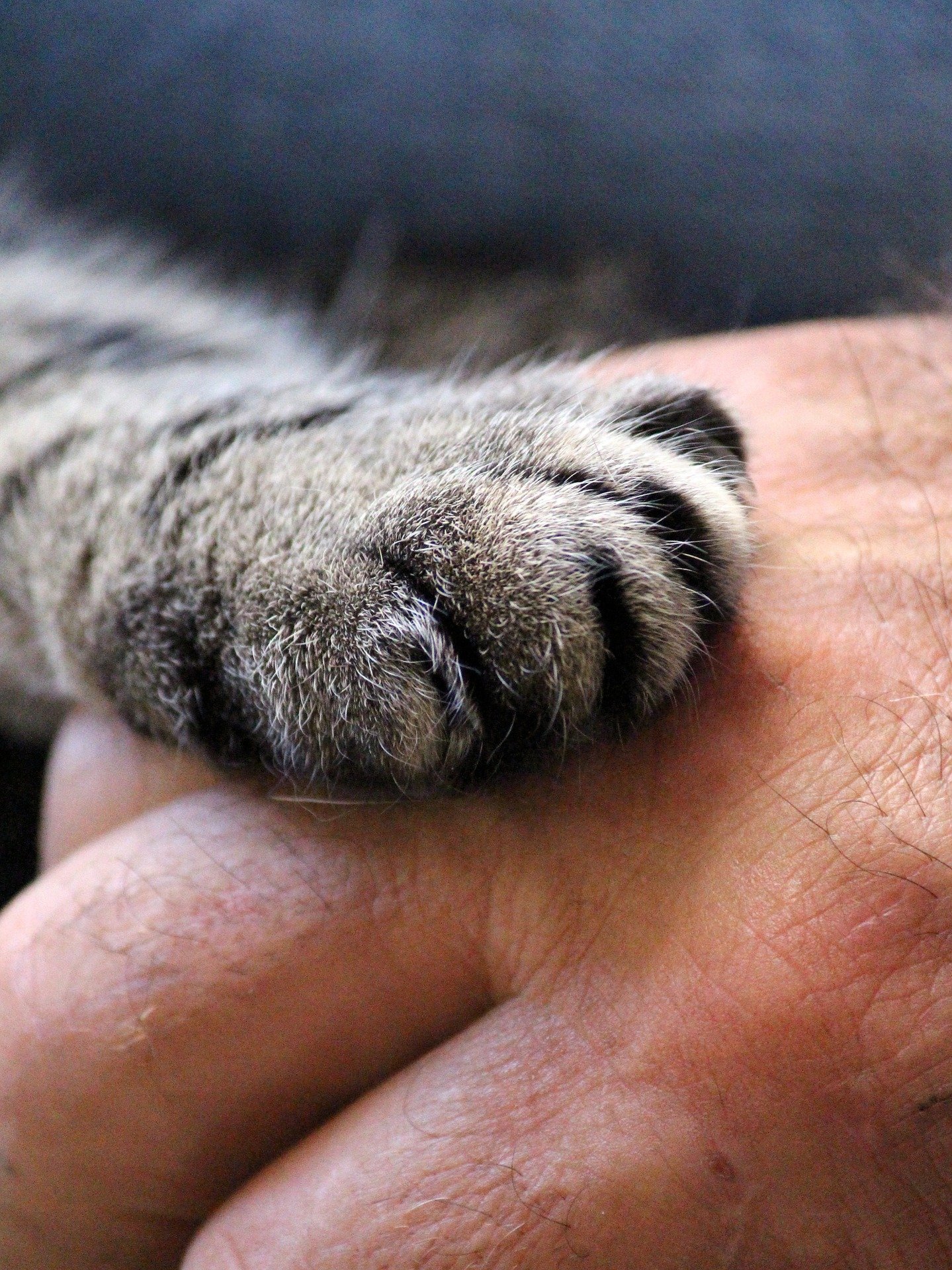 cats-paw-1375792_1920_1.jpg